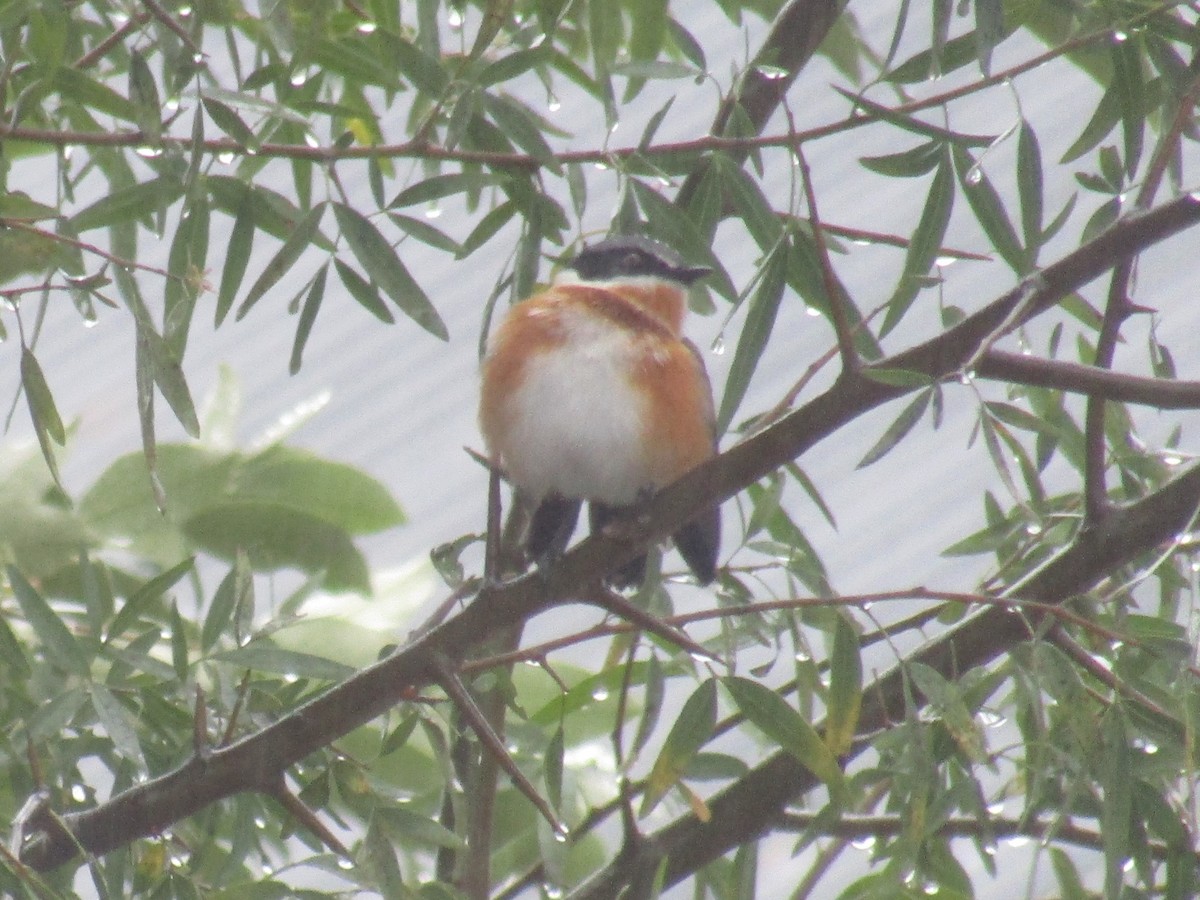 Cape Batis (Cape) - Gareth Bain