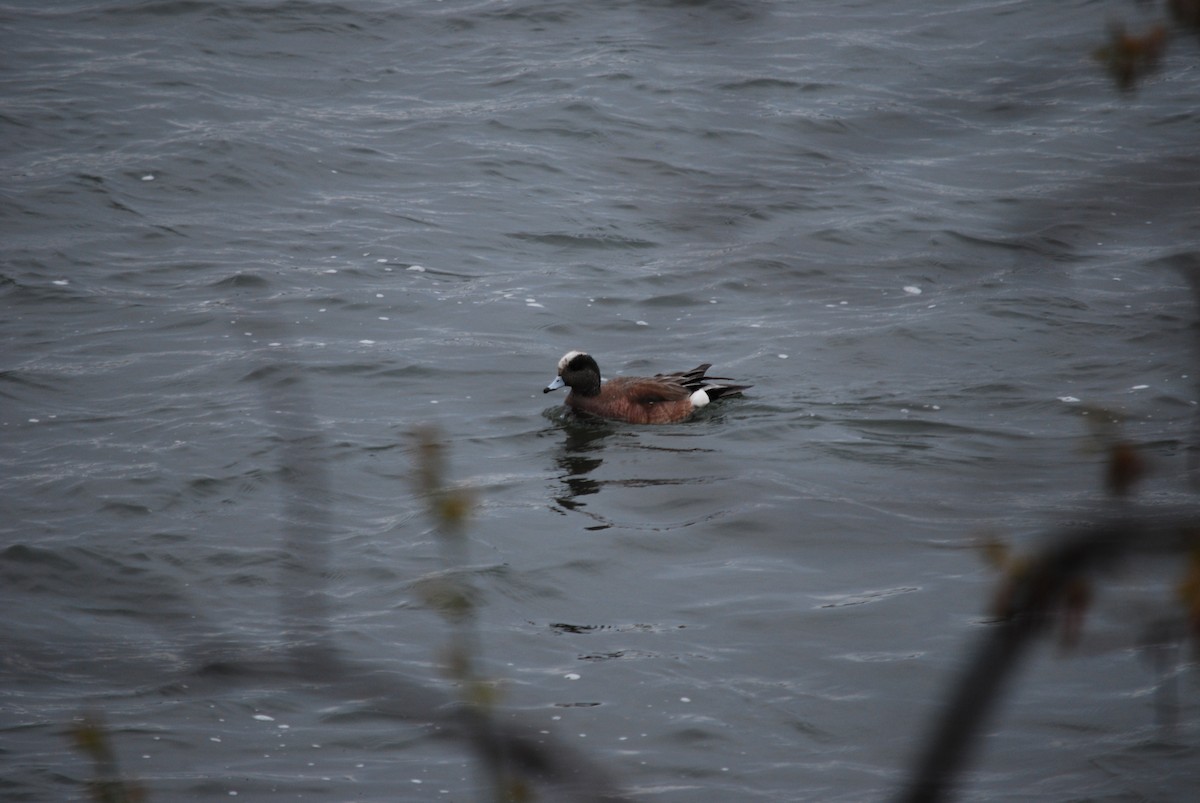 American Wigeon - ML618430790