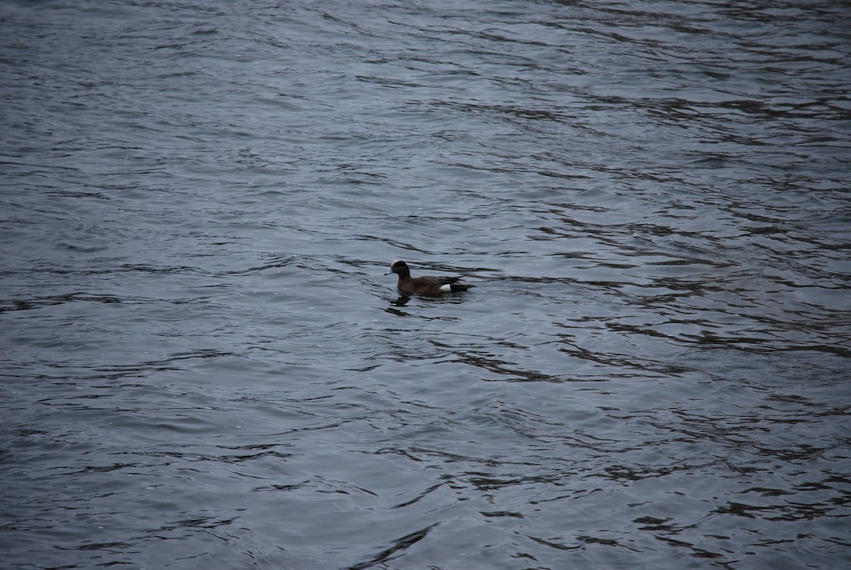 American Wigeon - ML618430791