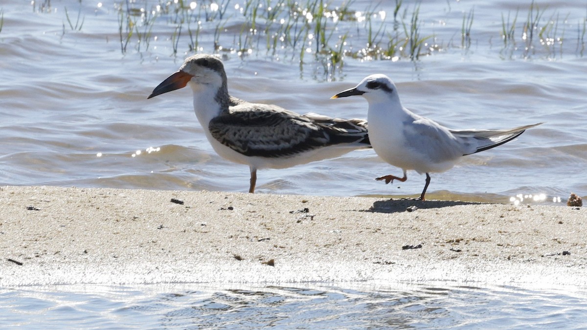 Black Skimmer - ML618430802