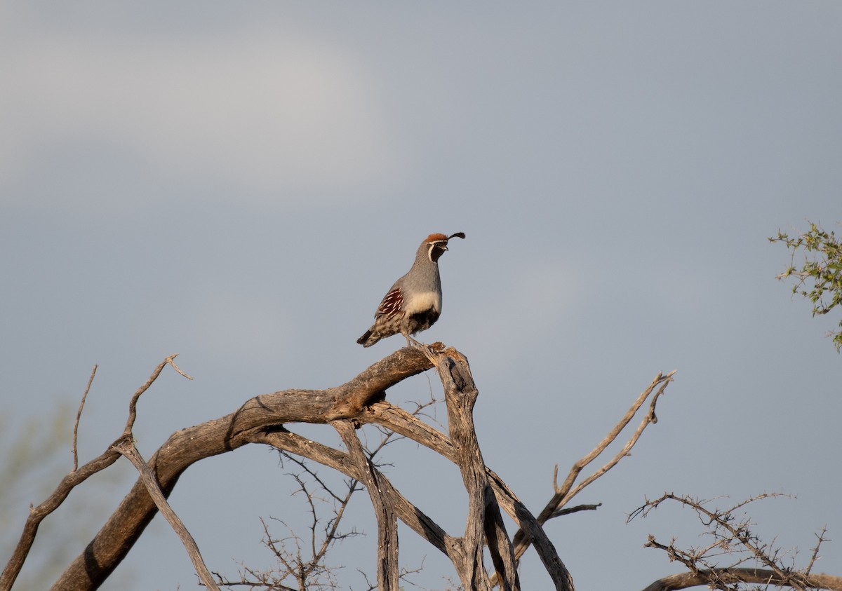 Gambel's Quail - ML618430832