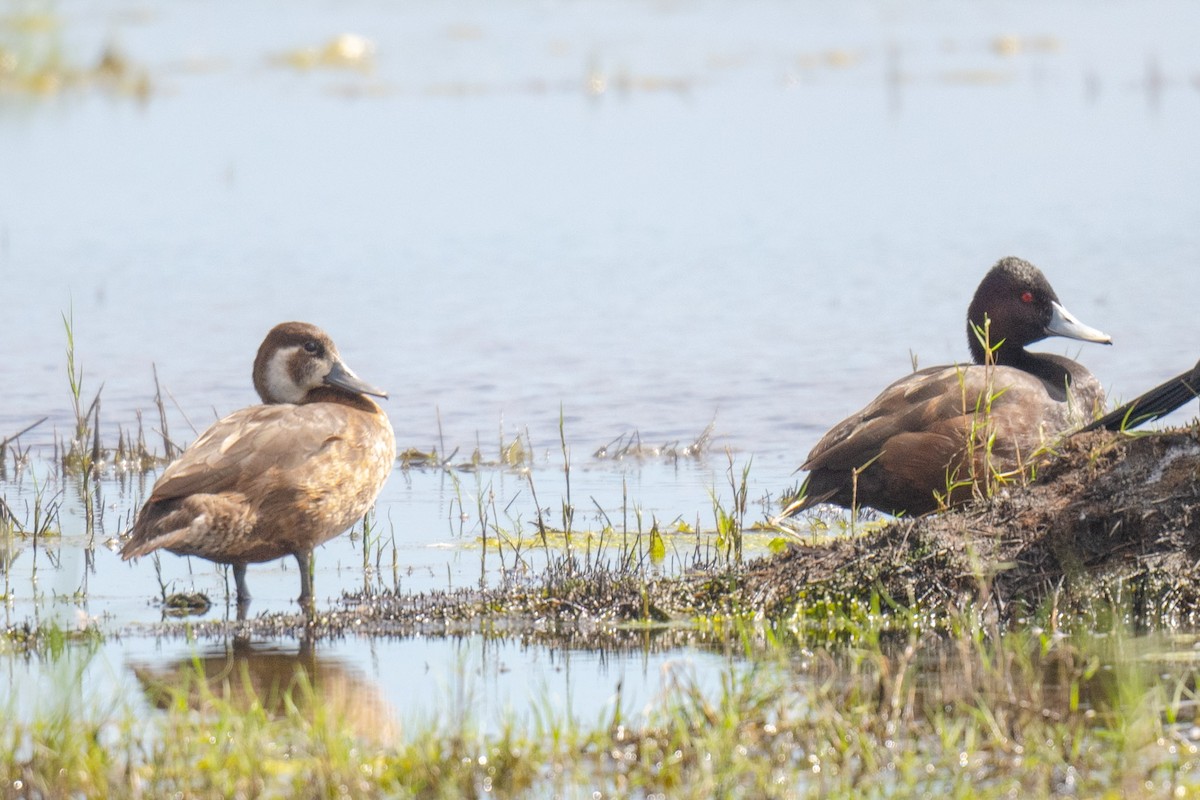 Southern Pochard - Tom Moore