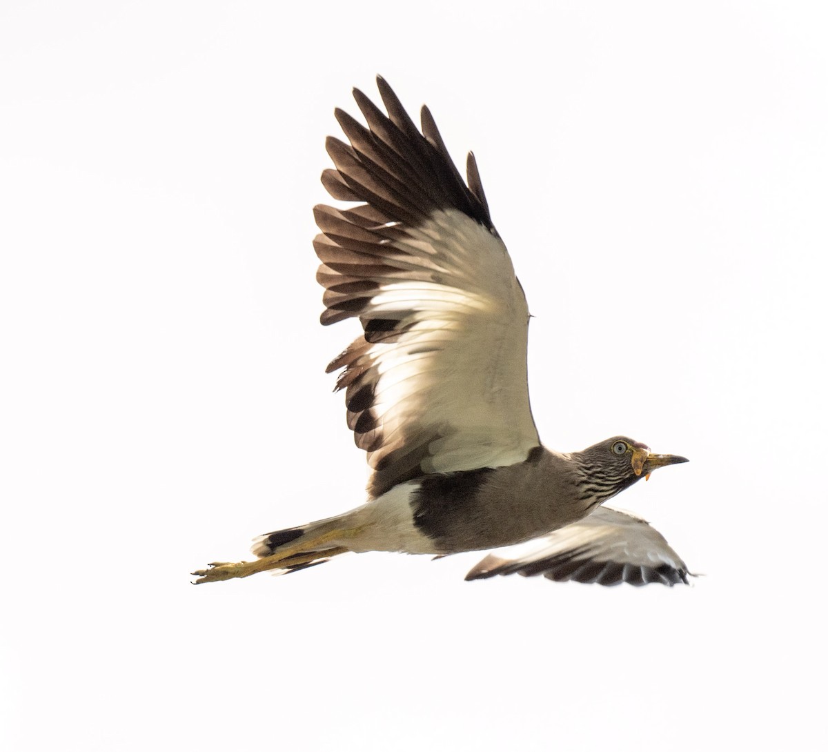 Wattled Lapwing - Tom Moore