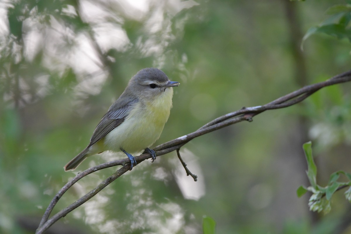 Philadelphia Vireo - ML618430971