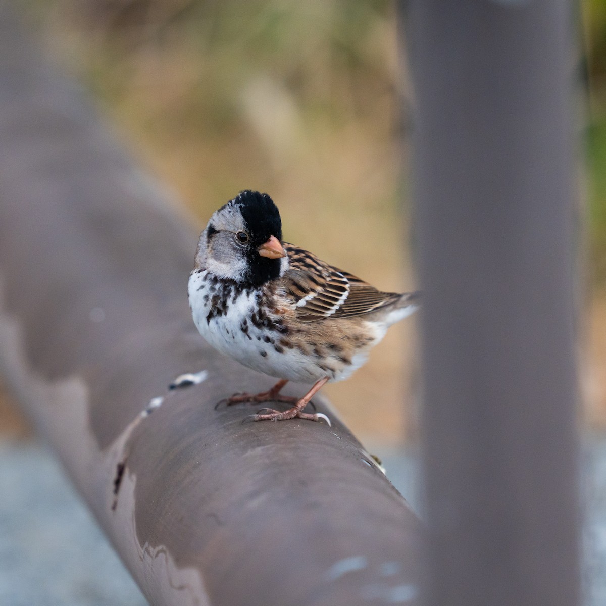 Harris's Sparrow - ML618430989