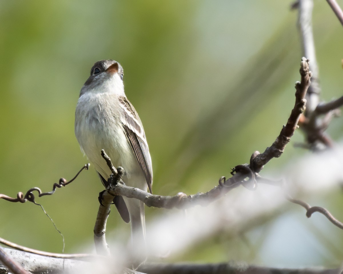 Least Flycatcher - ML618431008