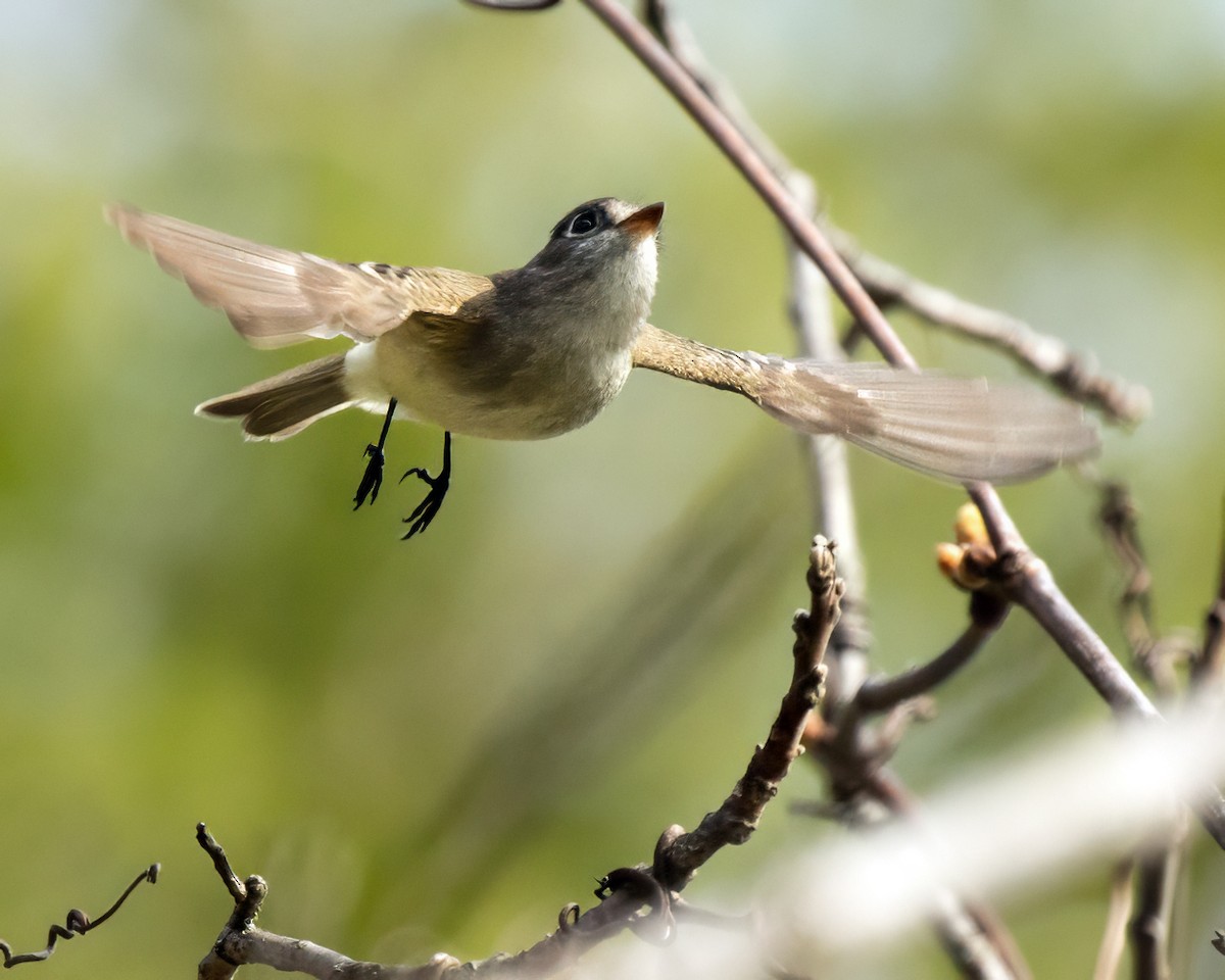 Least Flycatcher - ML618431009