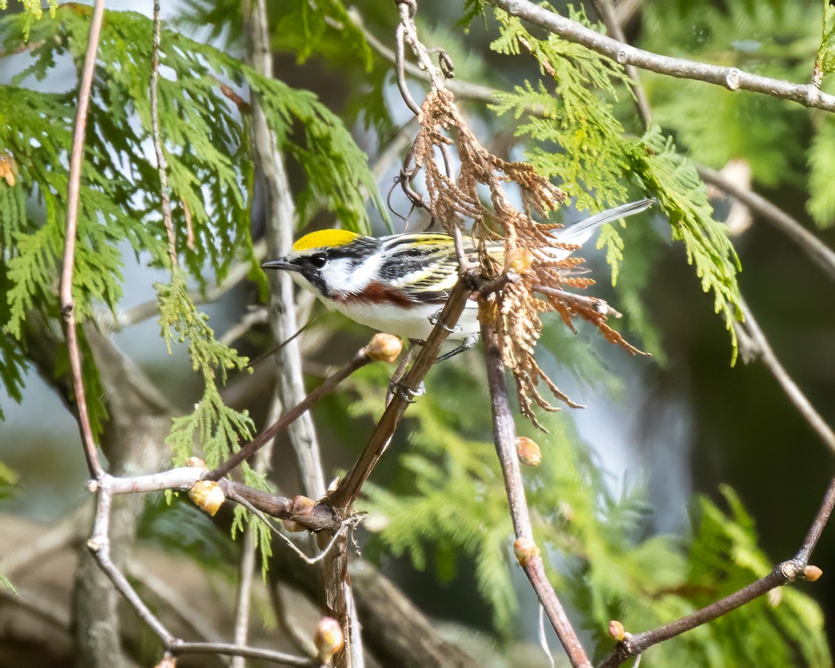 Chestnut-sided Warbler - ML618431038