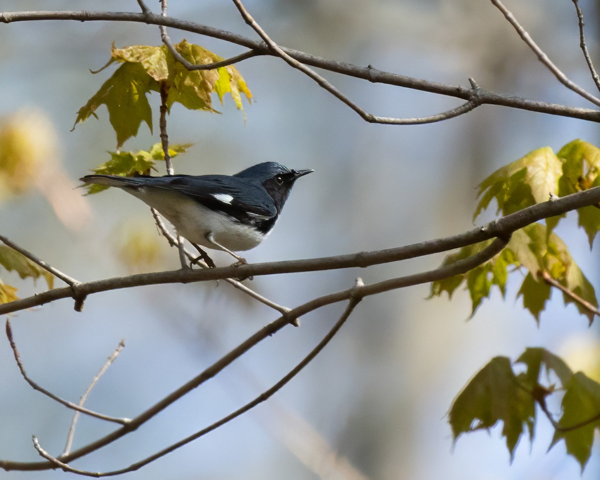 Paruline bleue - ML618431044