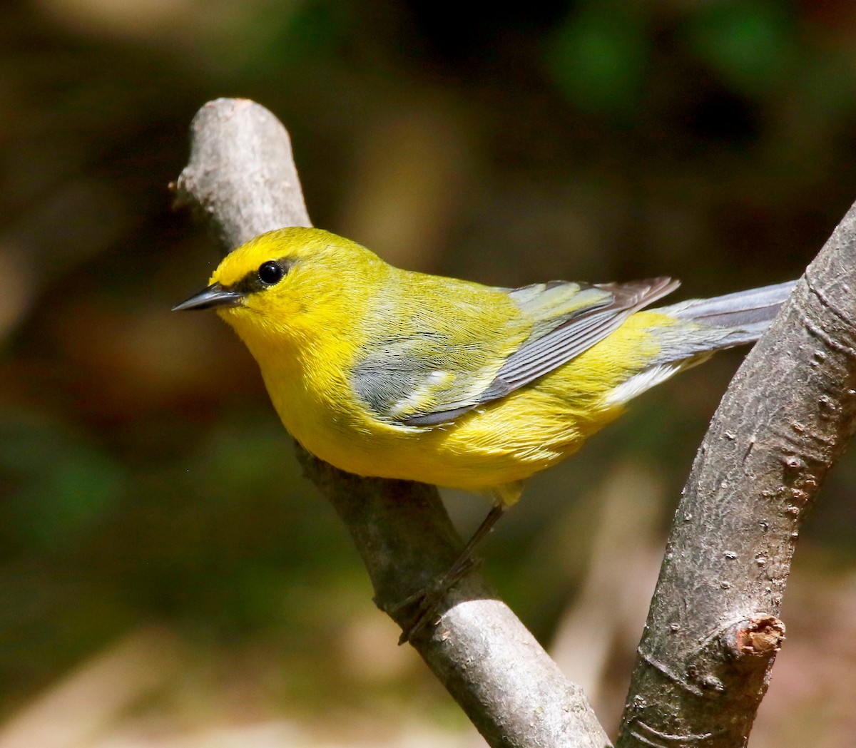 Blue-winged Warbler - ML618431061