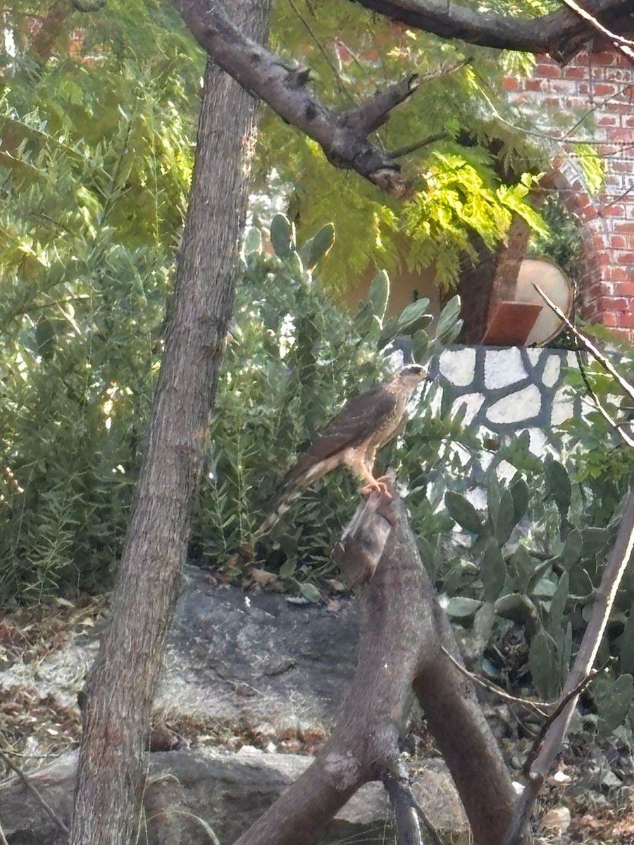 Ovambo Sparrowhawk - ML618431080