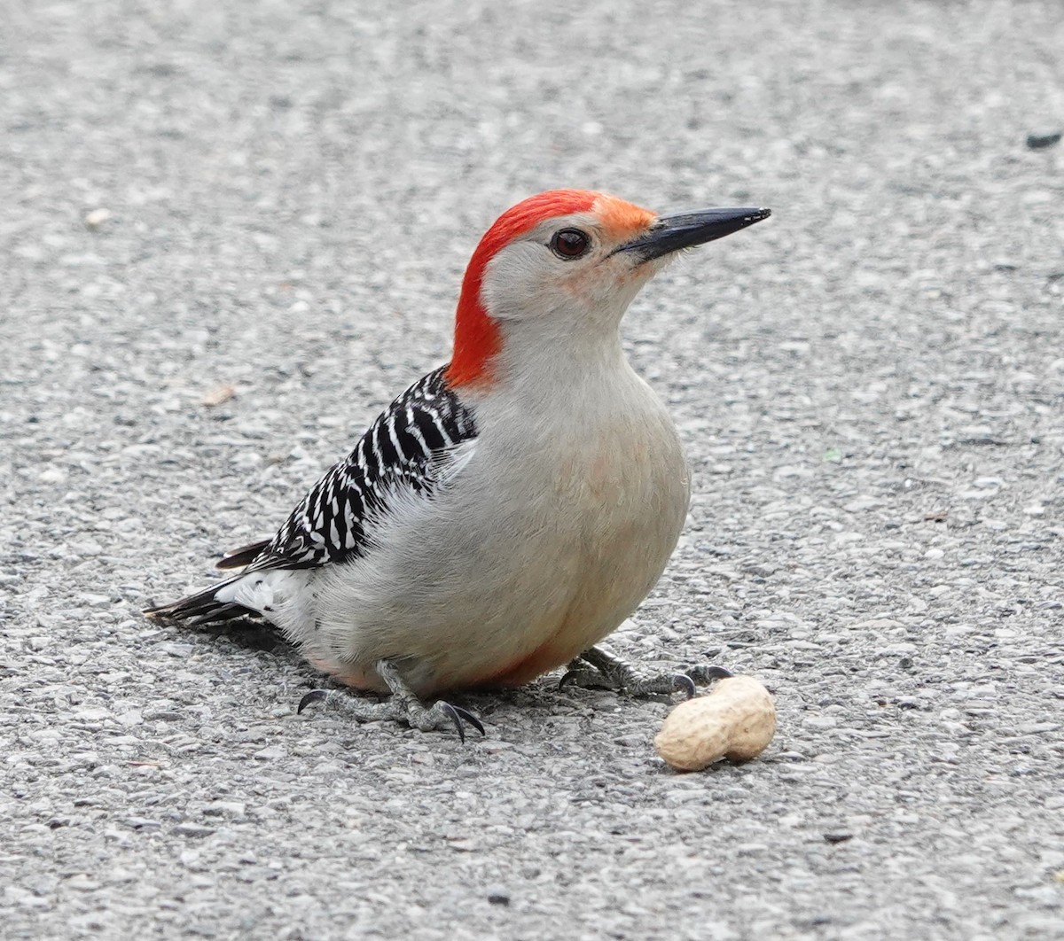 Red-bellied Woodpecker - ML618431137