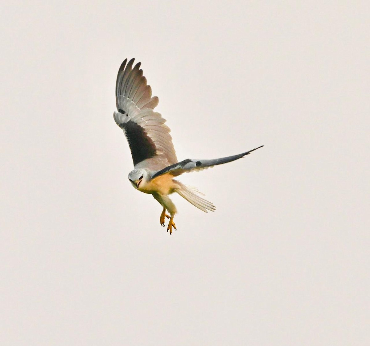 Black-winged Kite - Sidhartha Majumdar