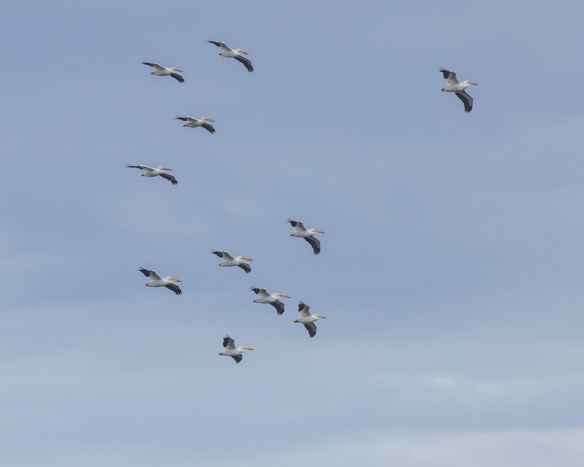 American White Pelican - Karl Wirth