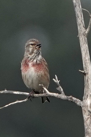 Eurasian Linnet - David Oulsnam