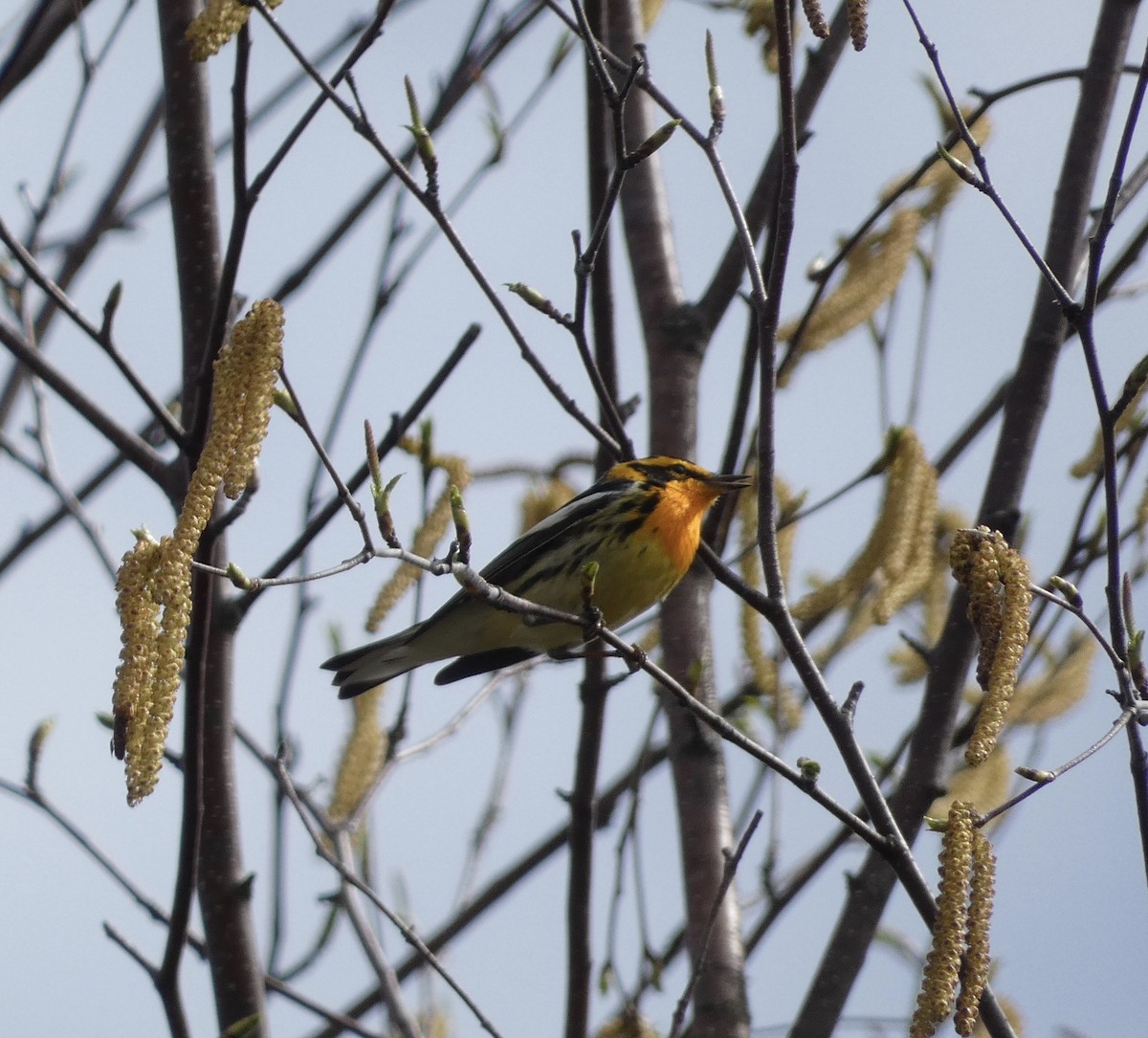 Blackburnian Warbler - Derek Dunnett