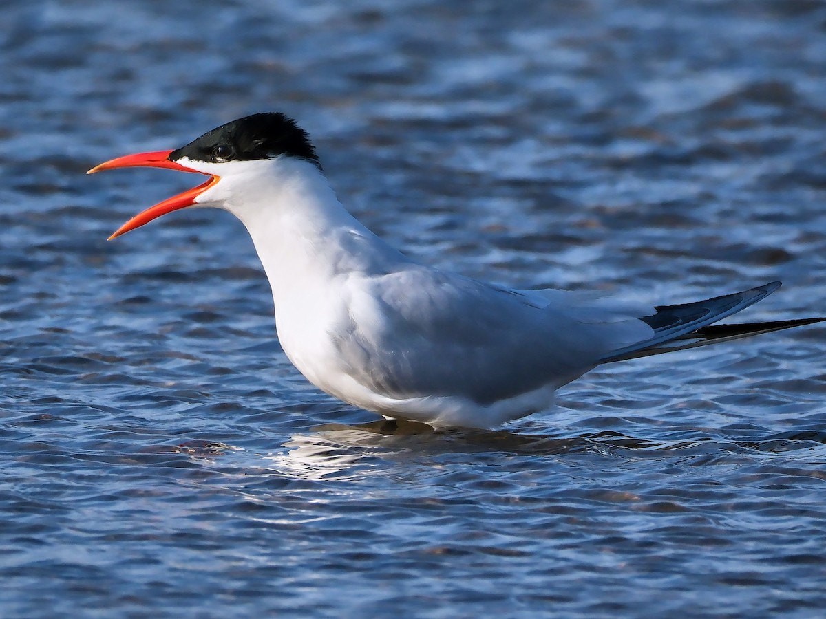 Caspian Tern - ML618431321