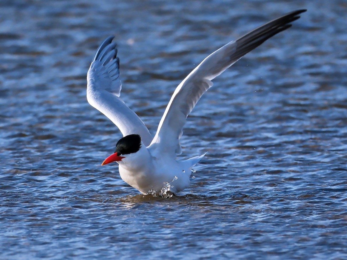 Caspian Tern - ML618431325