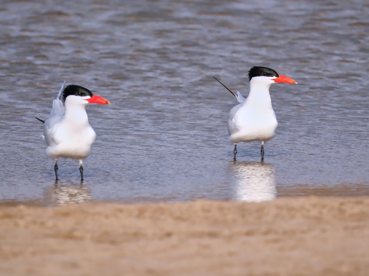 Caspian Tern - David Cooper