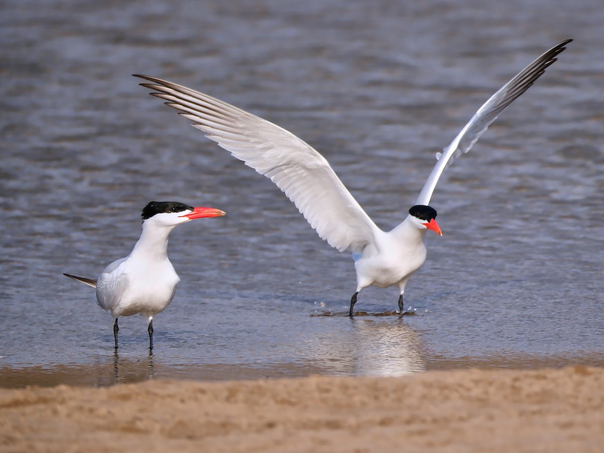 Caspian Tern - ML618431329