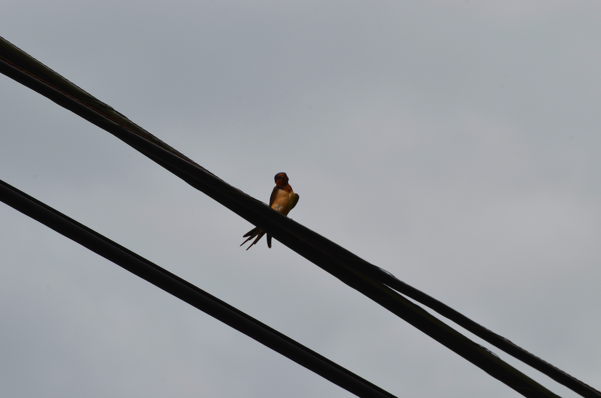 Barn Swallow - Grant Foster