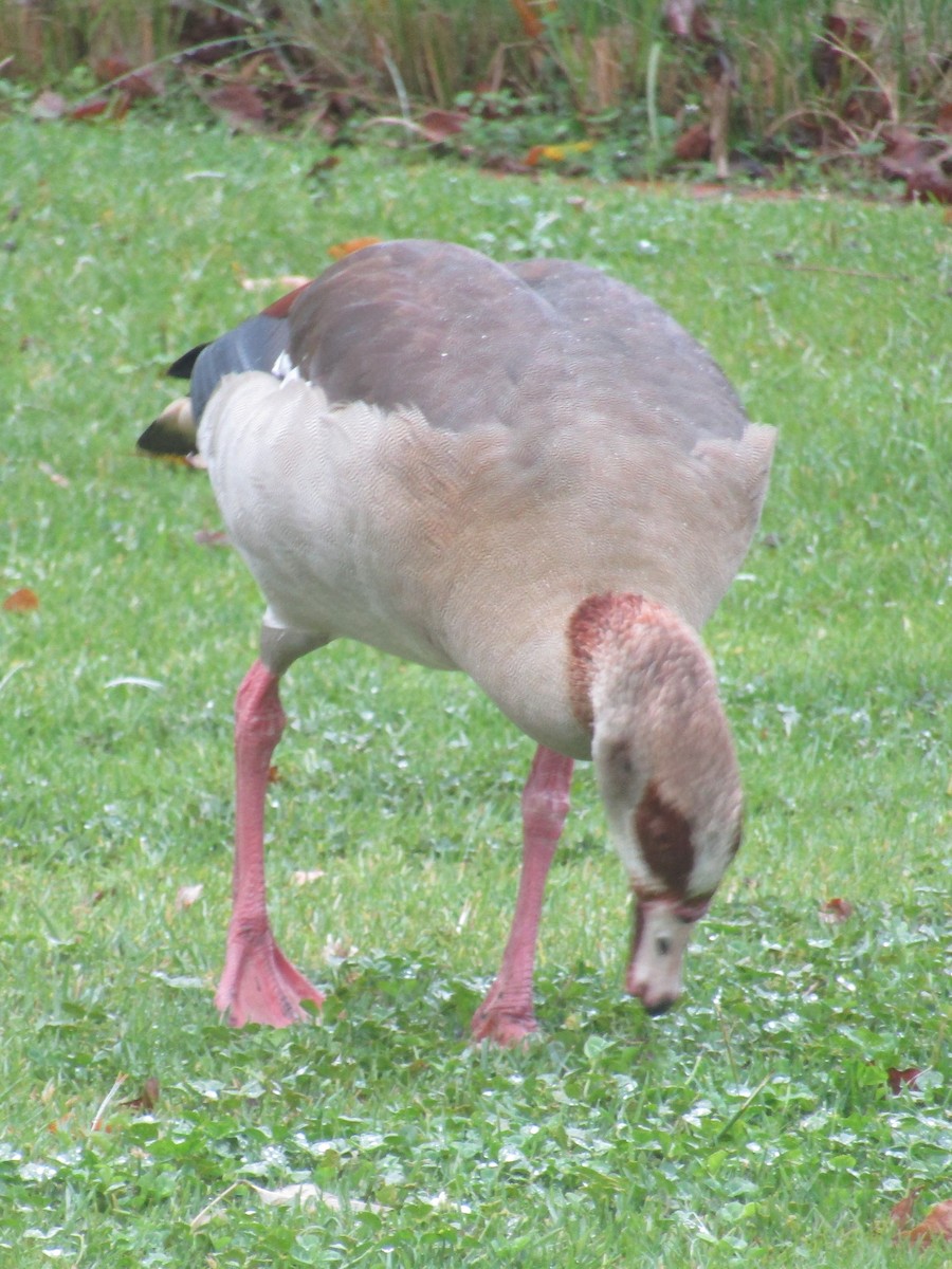 Egyptian Goose - ML618431430