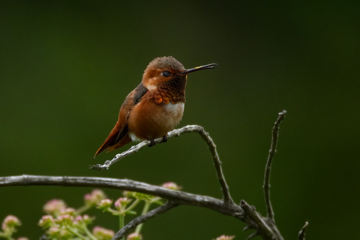 Colibrí de Allen - ML618431491