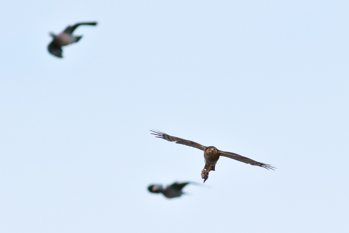 Морин харцага - ML618431521