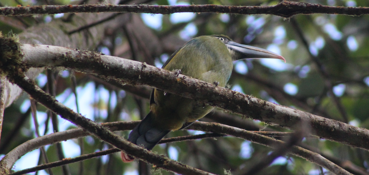 Blue-banded Toucanet - ML618431532