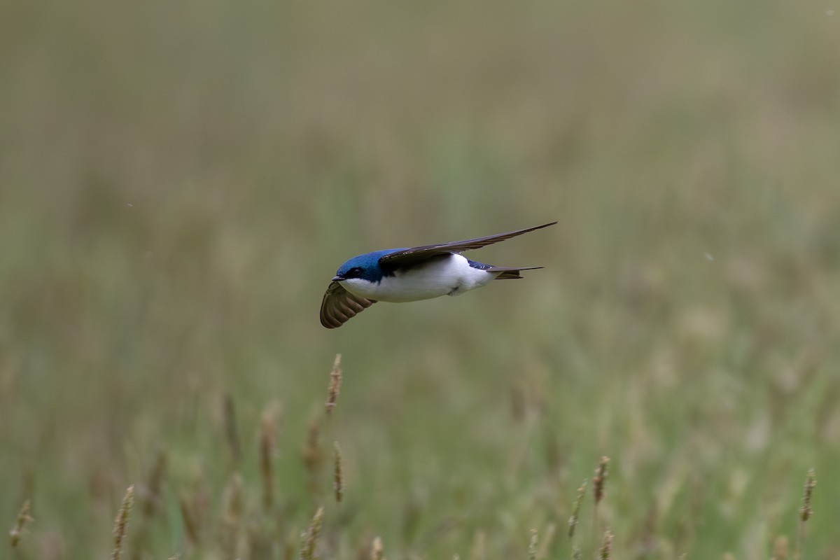 Tree Swallow - ML618431577