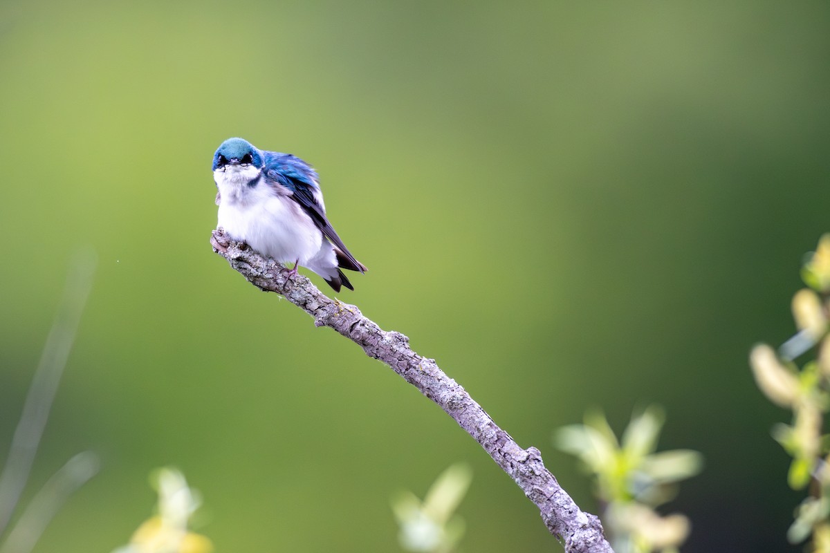 Golondrina Bicolor - ML618431578