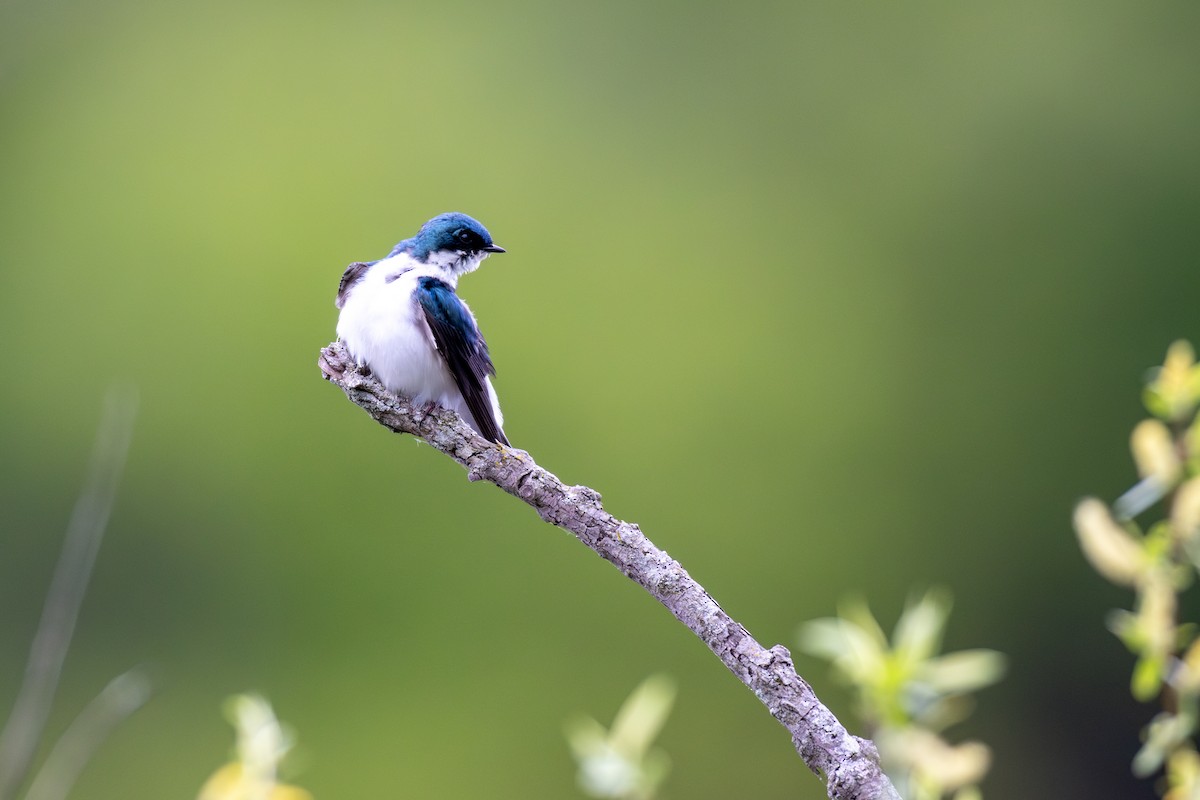 Tree Swallow - ML618431579