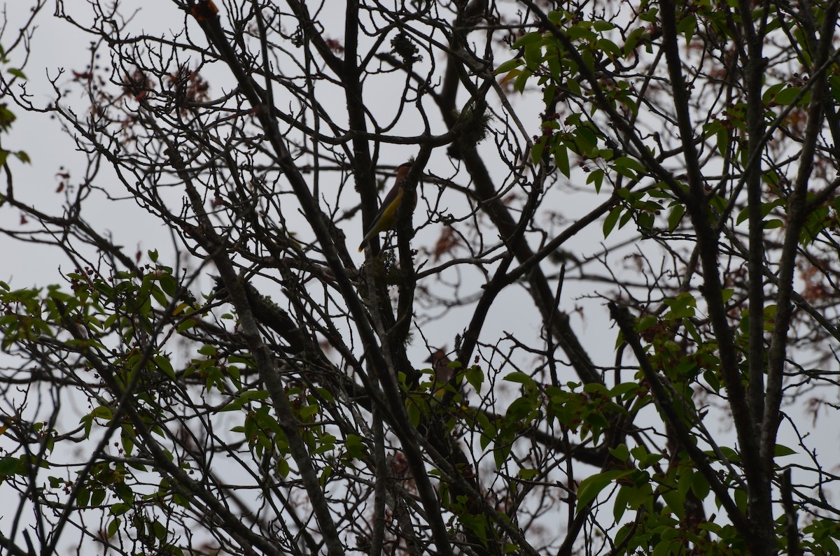 Cedar Waxwing - Grant Foster