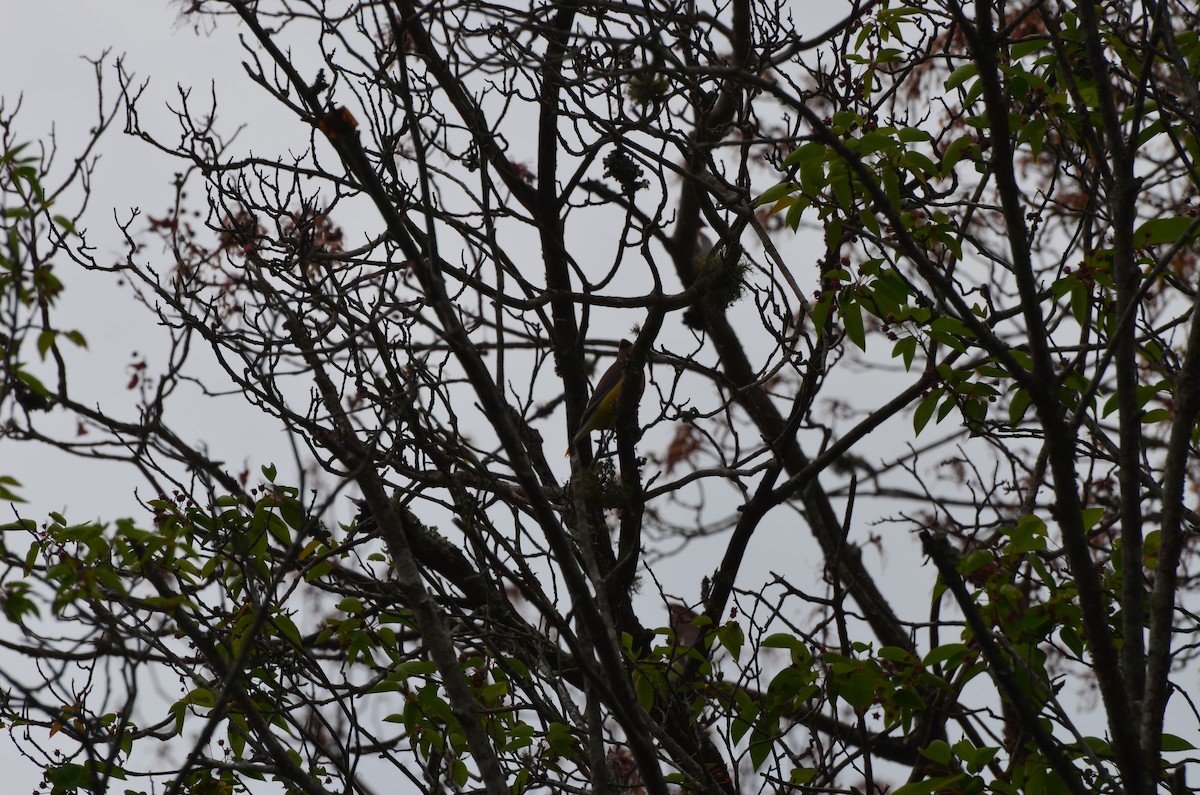 Cedar Waxwing - ML618431591