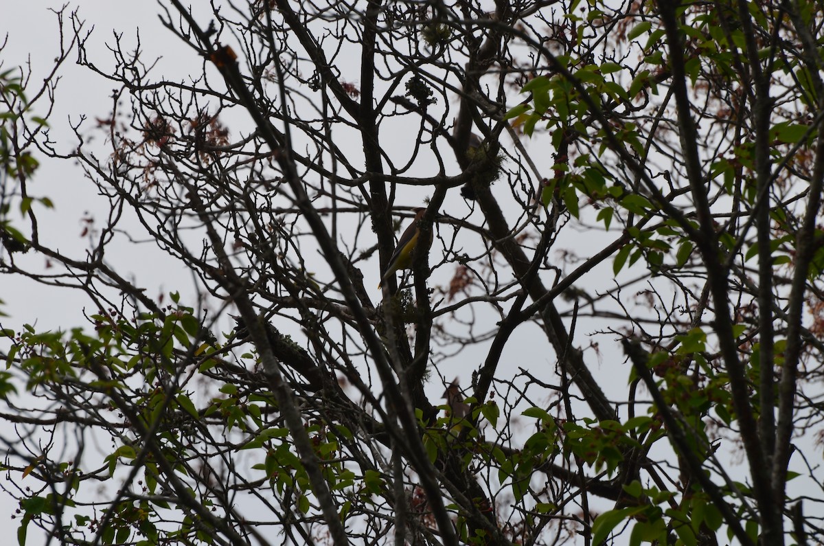 Cedar Waxwing - ML618431592