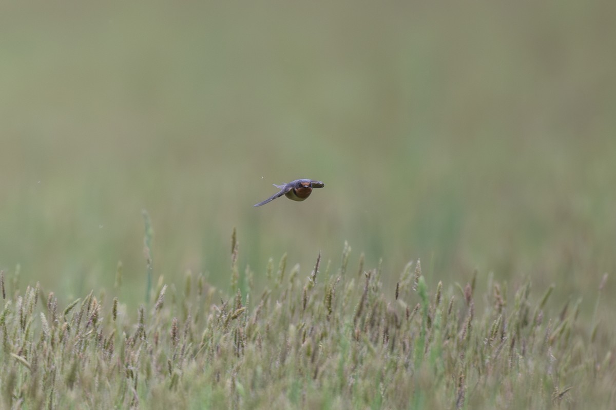 Barn Swallow - ML618431601