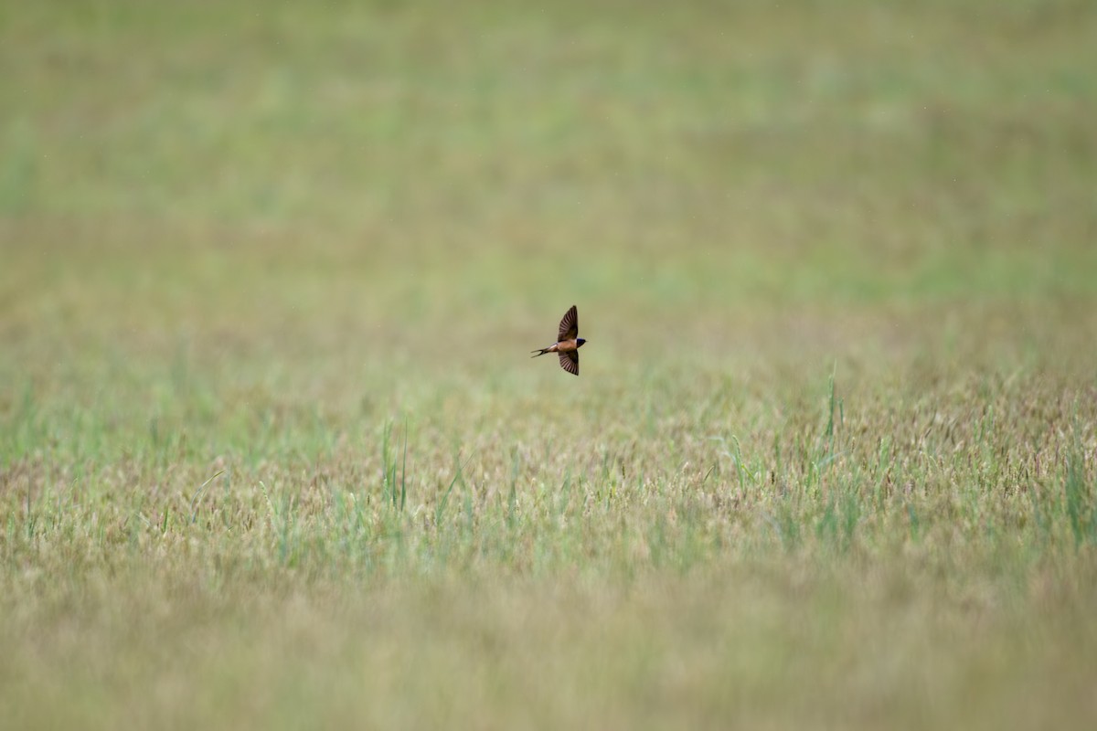 Golondrina Común - ML618431602