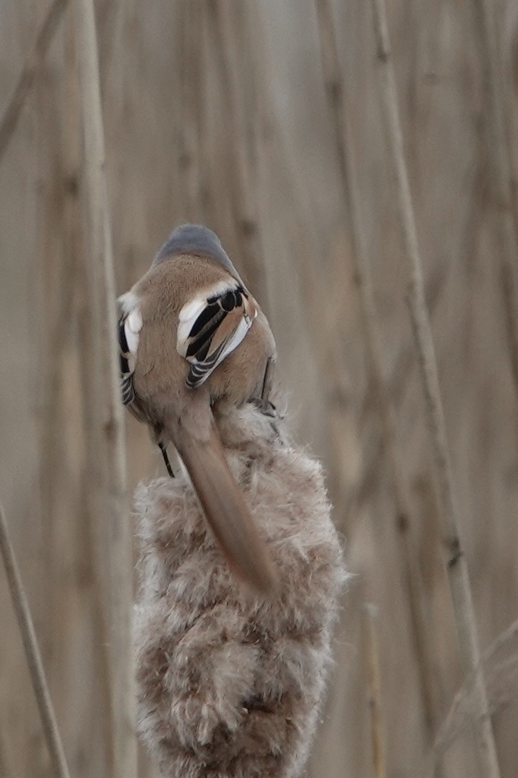 Bearded Reedling - David Oulsnam