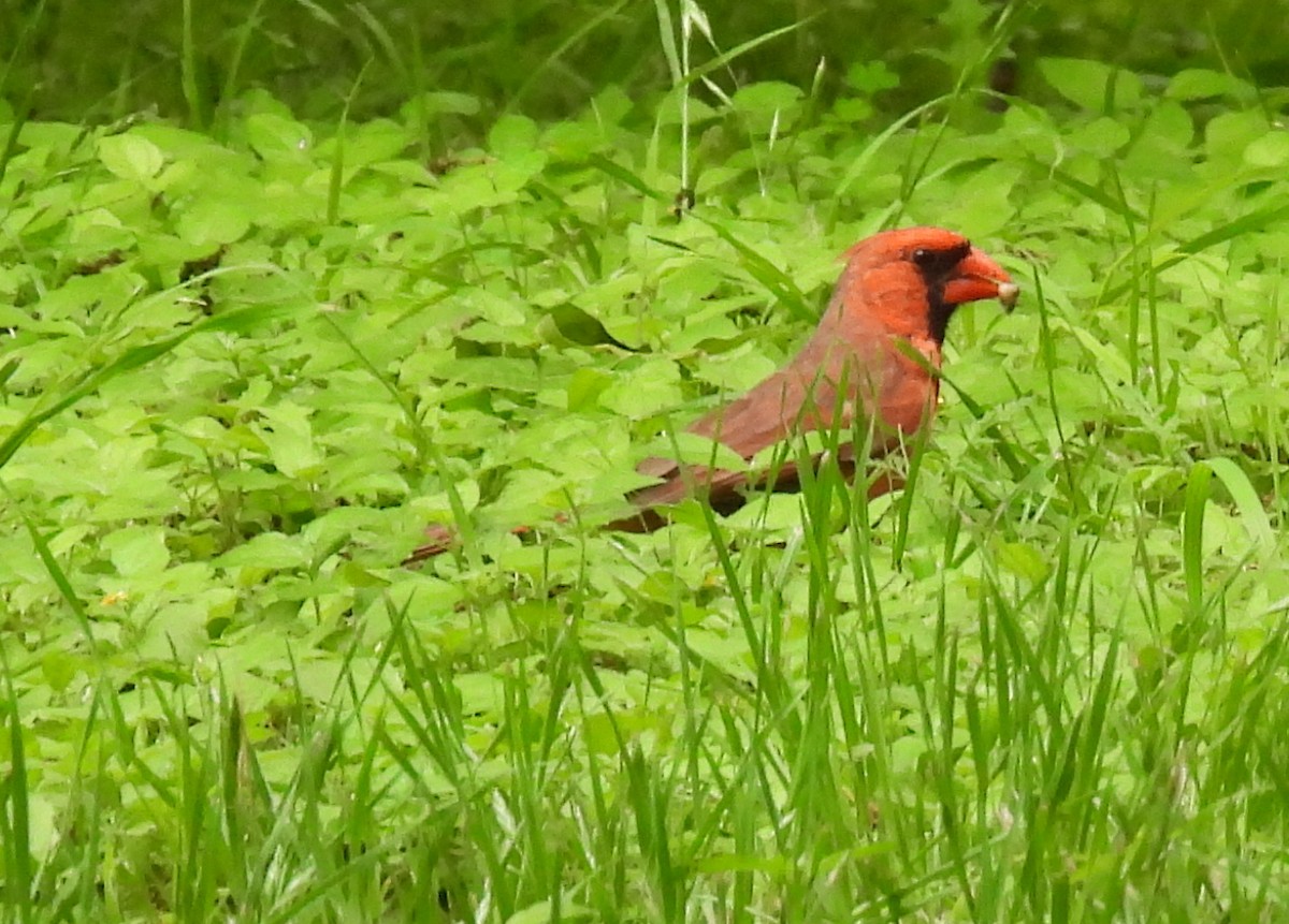 Northern Cardinal - Mary K Gardner