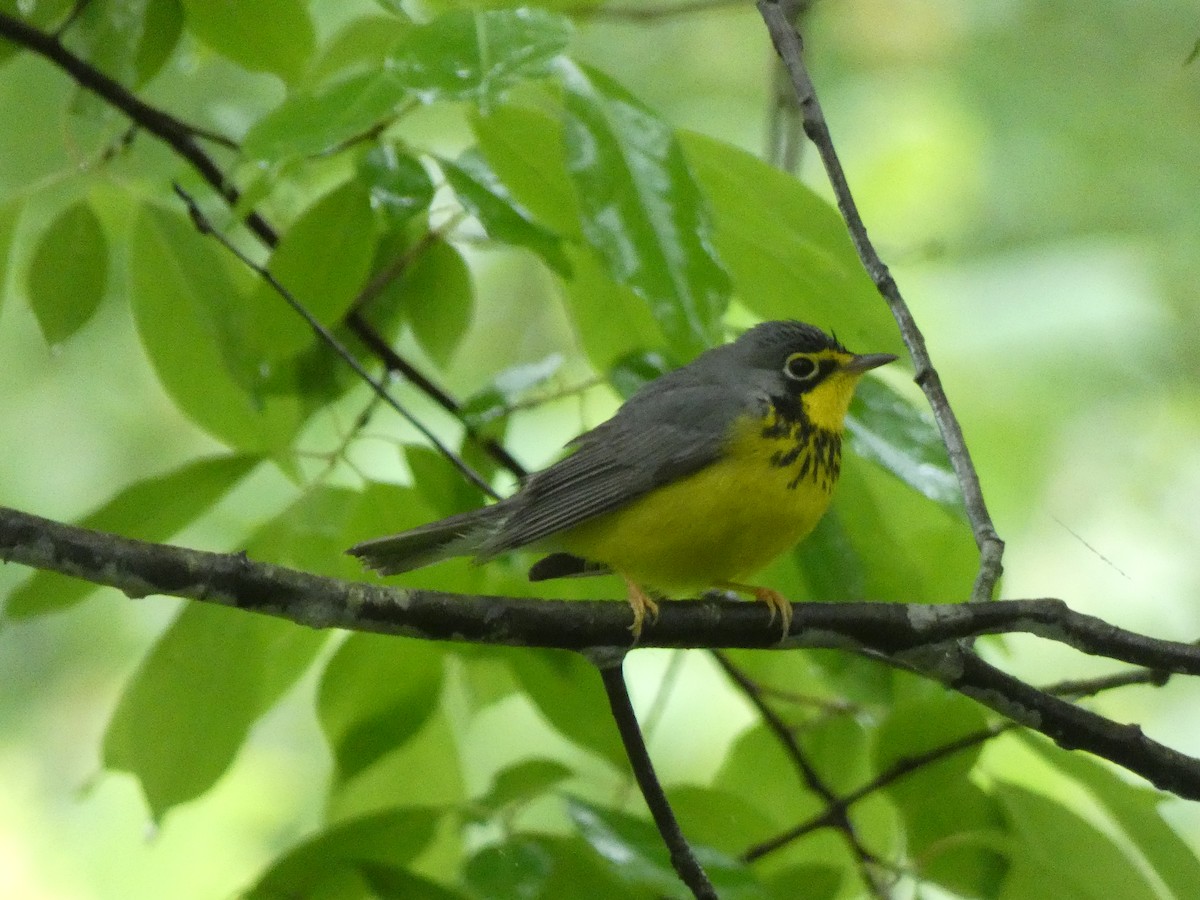 Canada Warbler - ML618431636