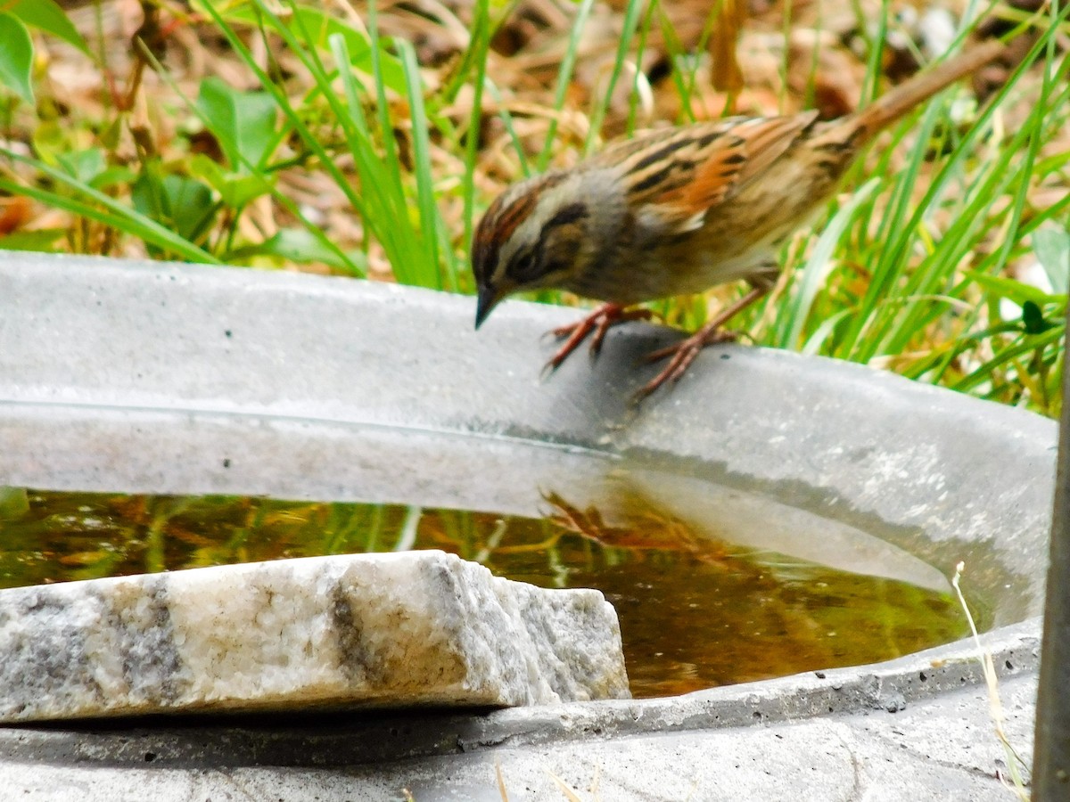 Swamp Sparrow - ML618431652