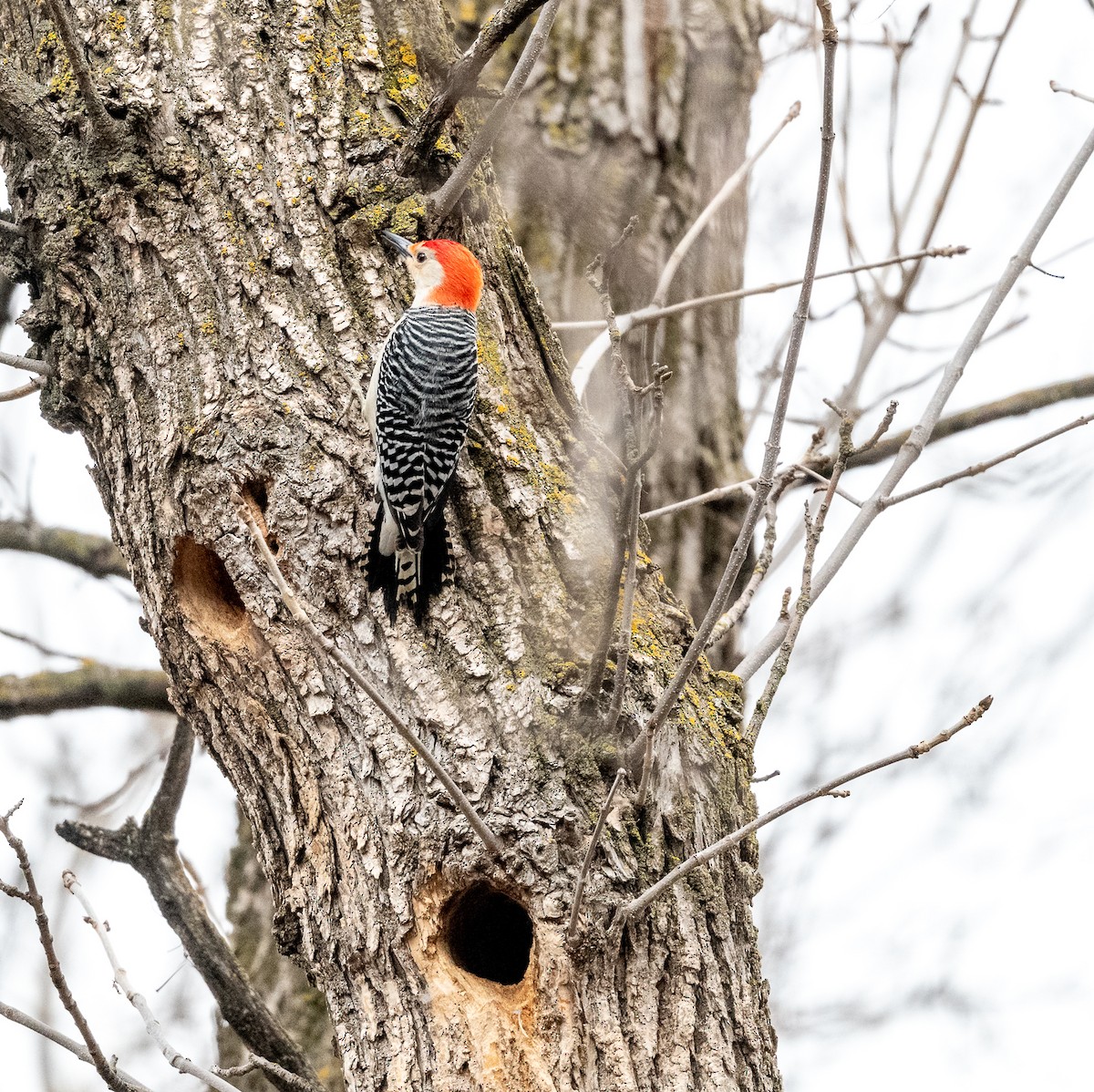 Red-bellied Woodpecker - ML618431668