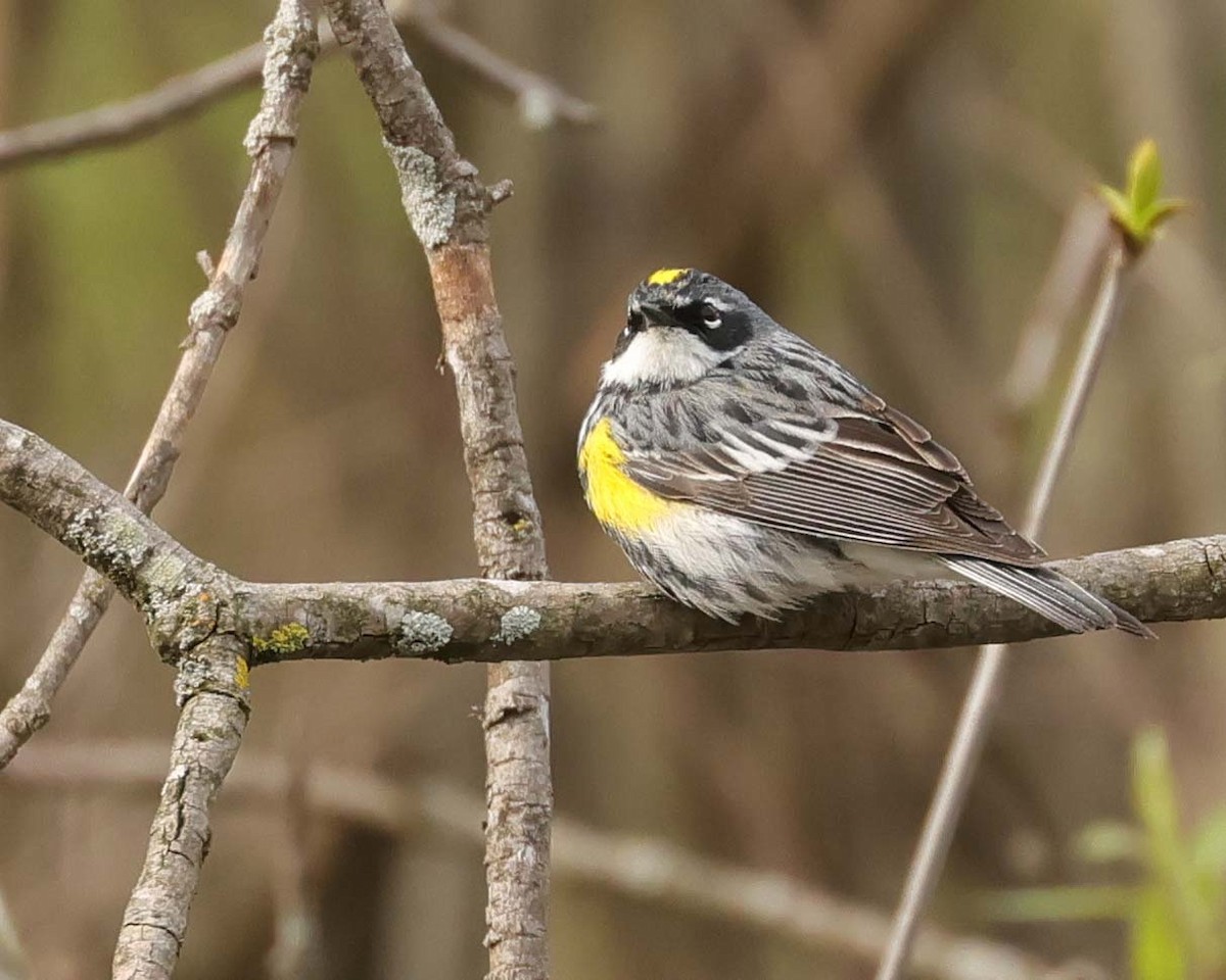 Yellow-rumped Warbler - Jan Albers