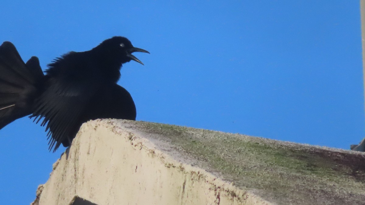 Greater Antillean Grackle - ML618431680