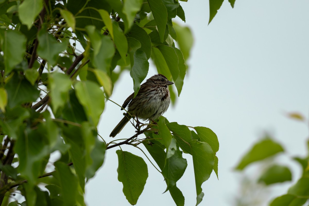 Song Sparrow - ML618431685