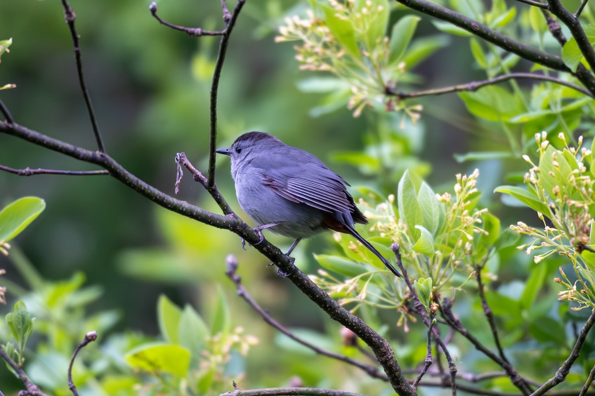 Gray Catbird - ML618431727