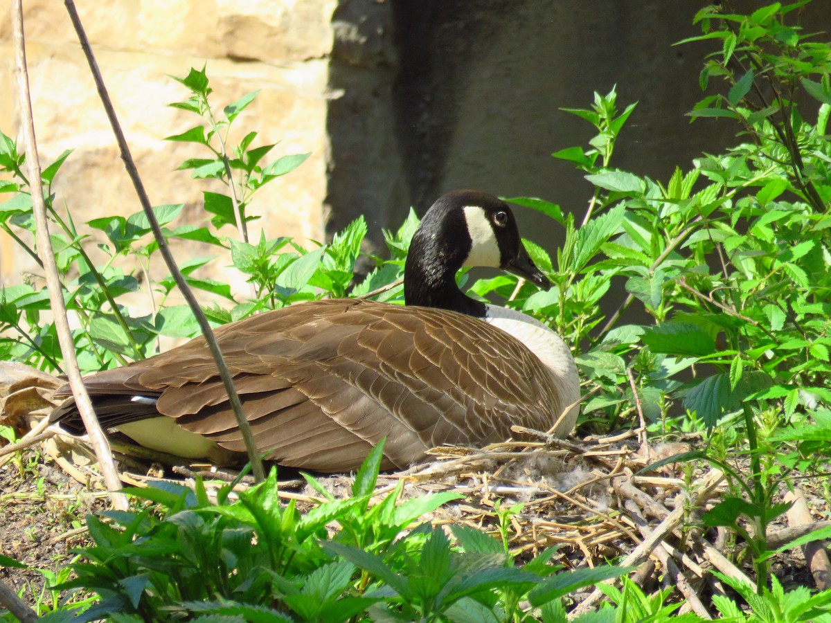 Canada Goose - Ruth Metterhausen