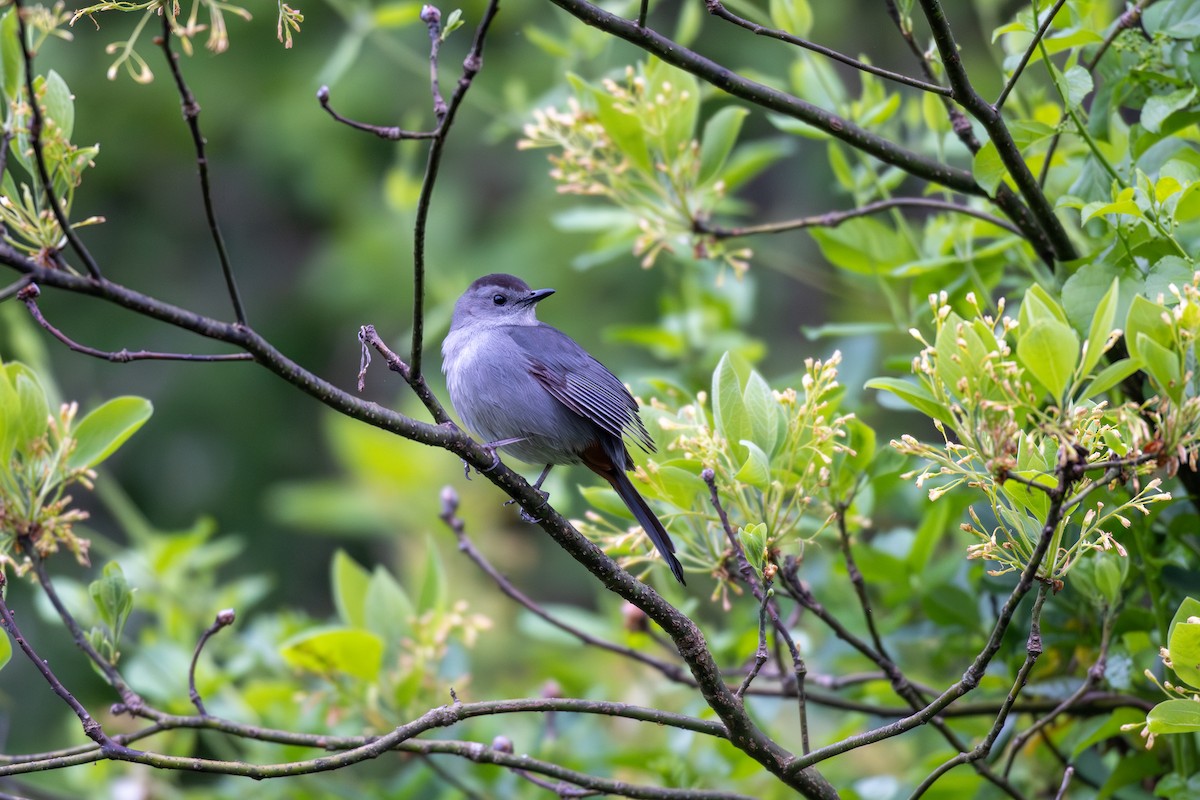 Gray Catbird - ML618431732