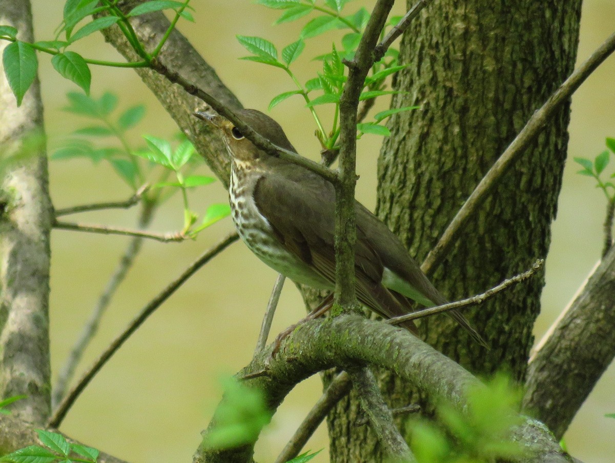 Swainson's Thrush - ML618431746