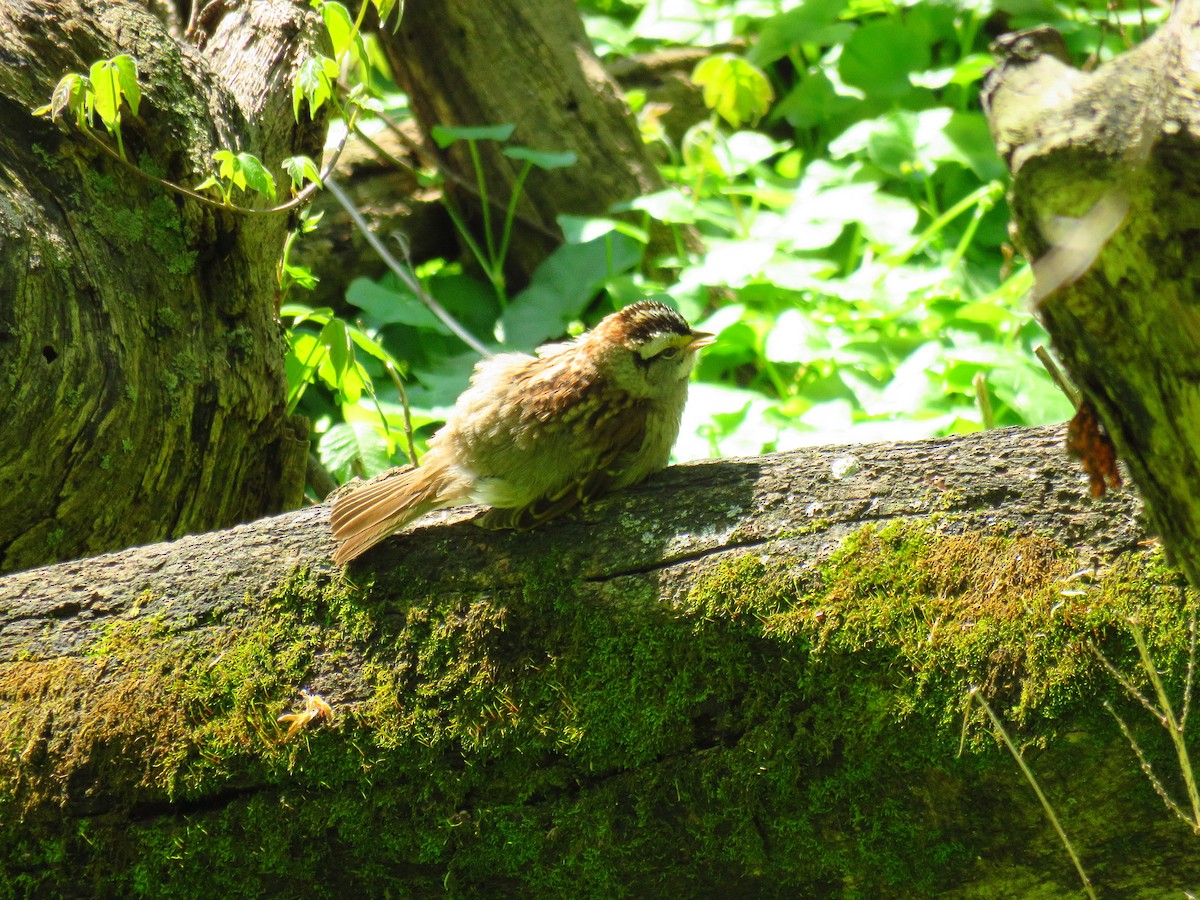 White-throated Sparrow - ML618431759